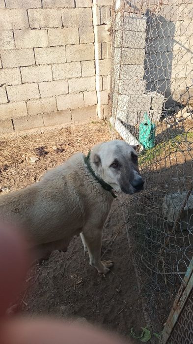 Алаштын немерелері сатылады