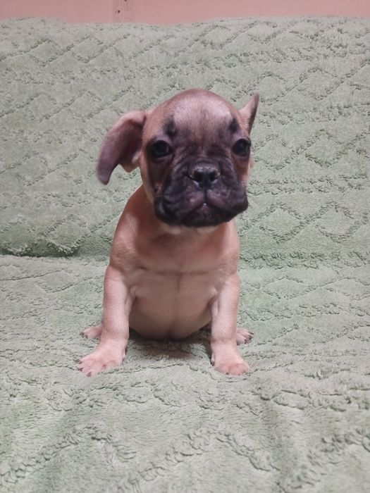 Щенки французского бульдога