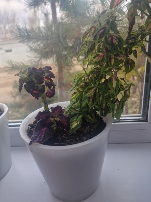 Продам колеус 4вида