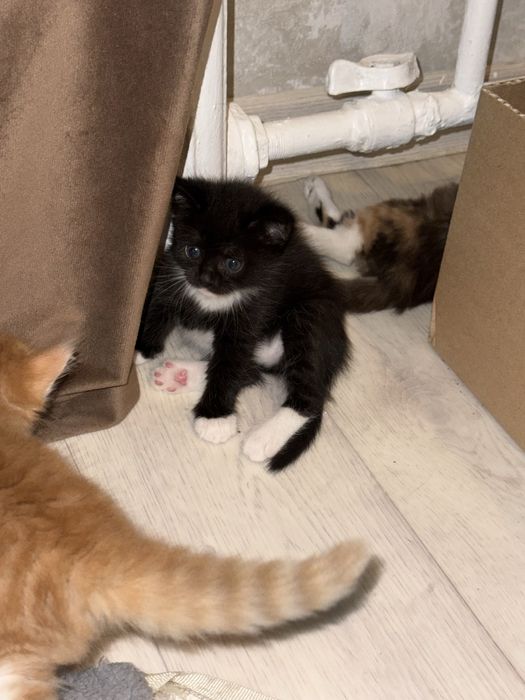 Отдам котят в добрые руки