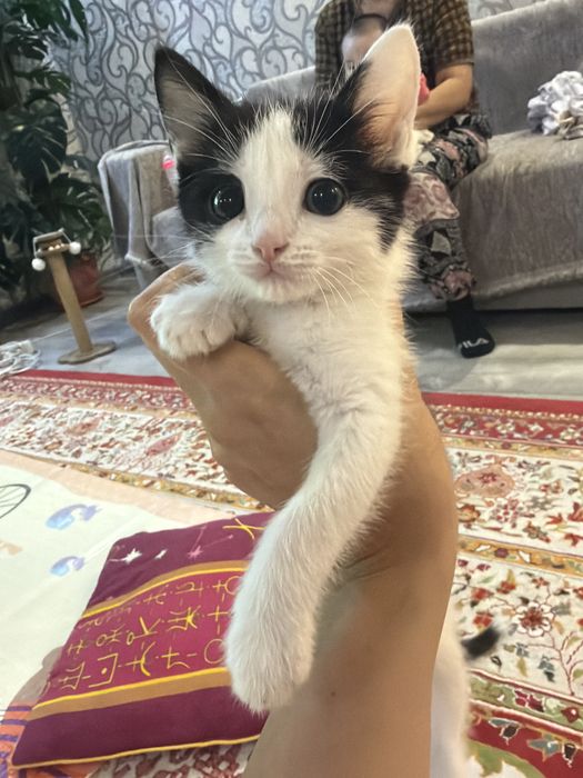 Отдам котенка в добрые руки