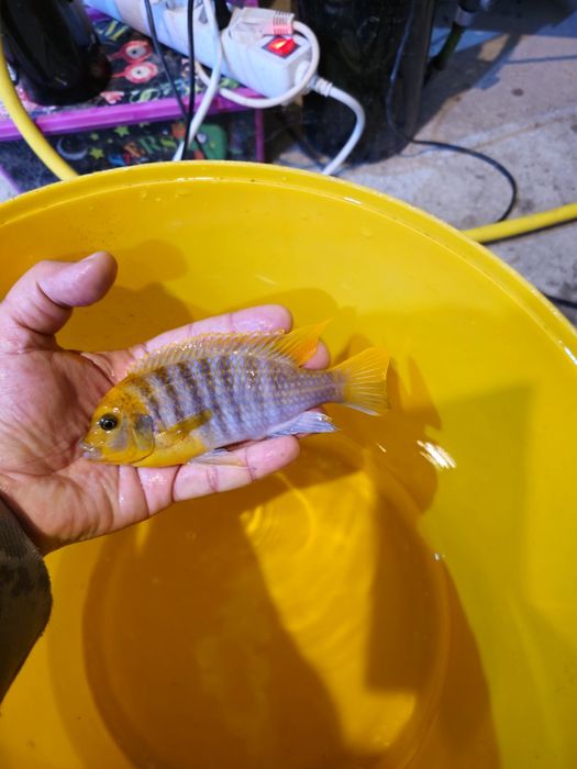 Ciclide africane (mbuna)