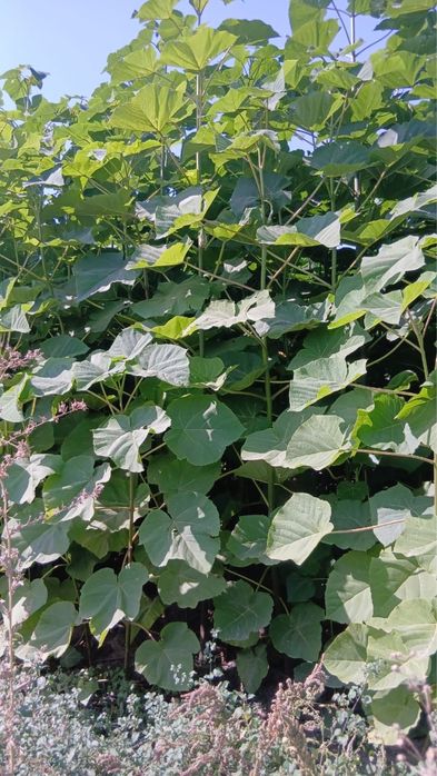 Павловния гибрид