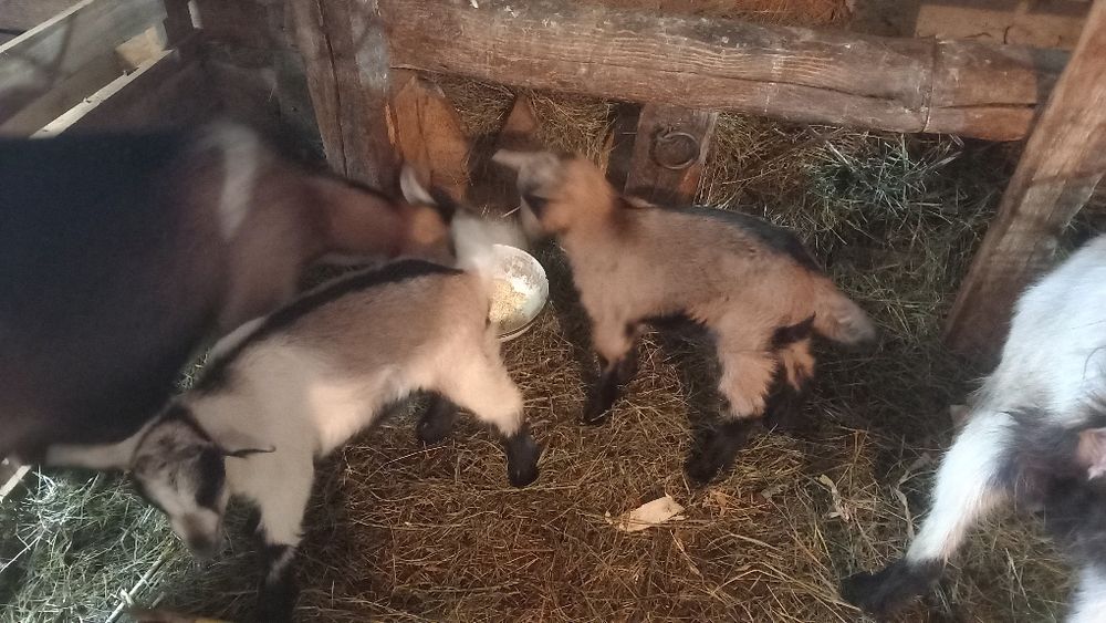 Capre și iezi de vânzare