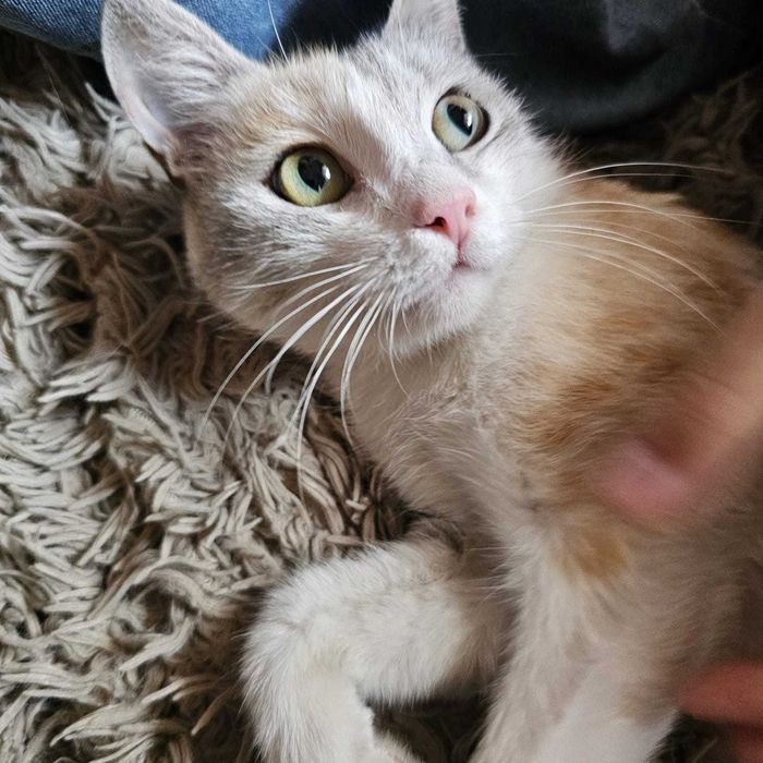 Отдам в добрые руки кошечку