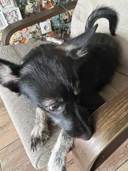 Добрая и ласковая собачка ищет хозяина