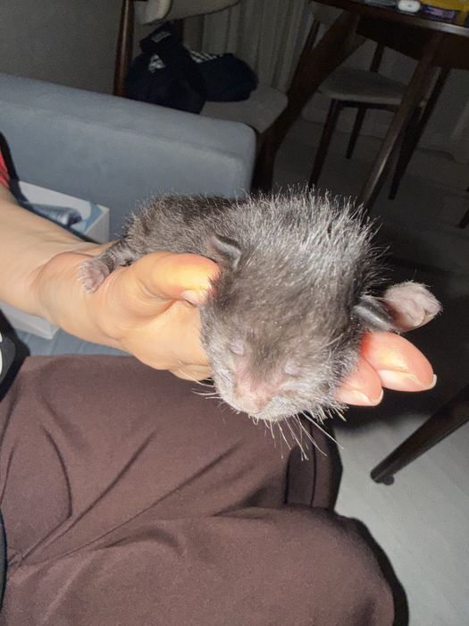 Отдам котят в добрые руки