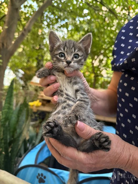 Милым котятам нужен новый дом