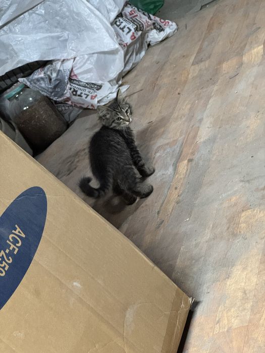 Отдам котенка в хорошие руки