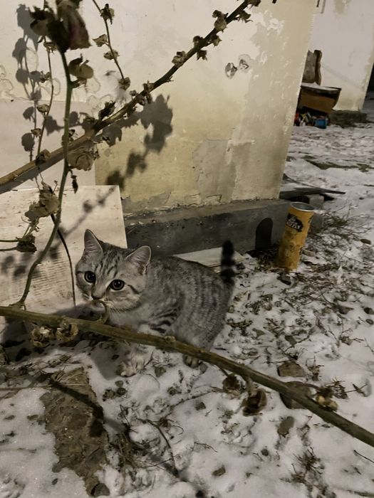 Британский кот!!!