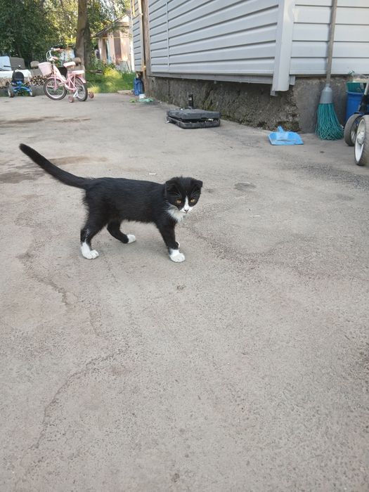 Отдам котиков бесплатно