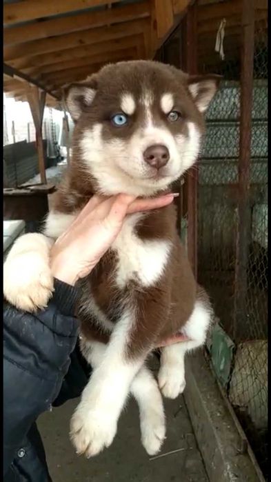 Ну очень жирненький мальчик хаски