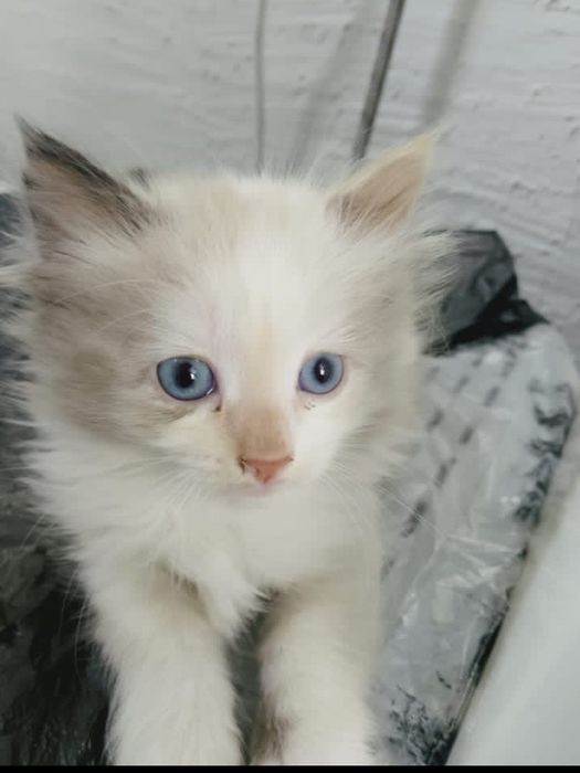 Отдам в добрые руки