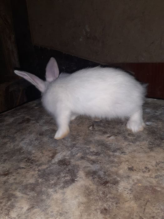 Кожектер сатылады