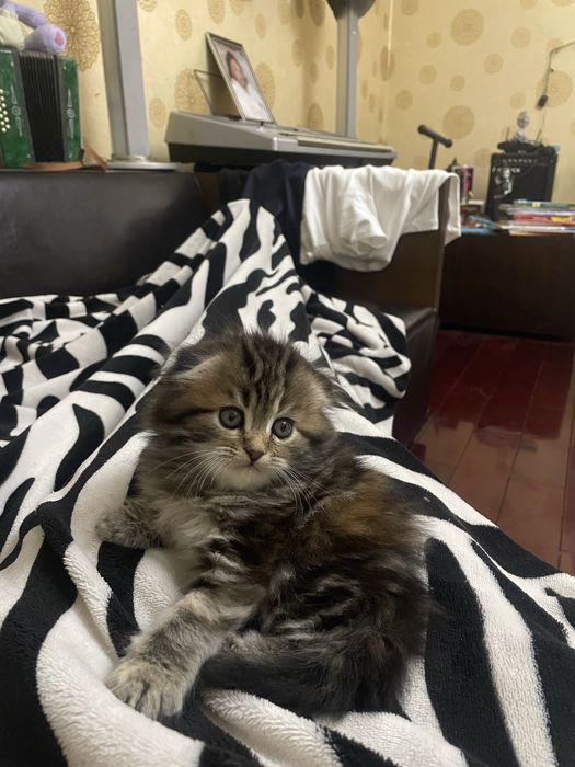 Девочка вислоухий Мэйн Кун