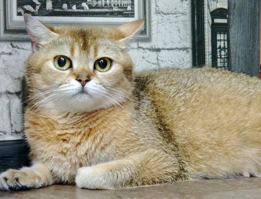 шиншилла девочка и два мальчика