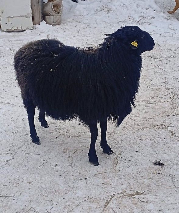 Продается Кошкар