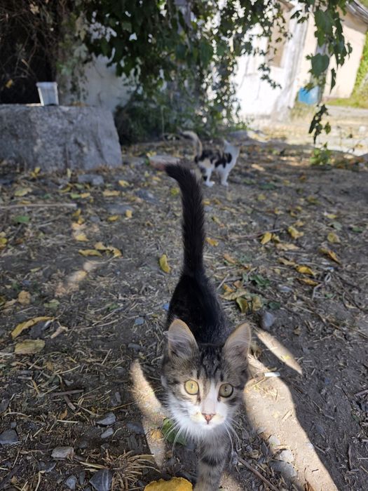 Котята бесплатно