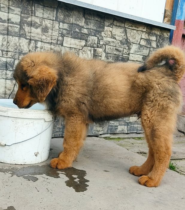 Продам щенка Тибетского мастифа