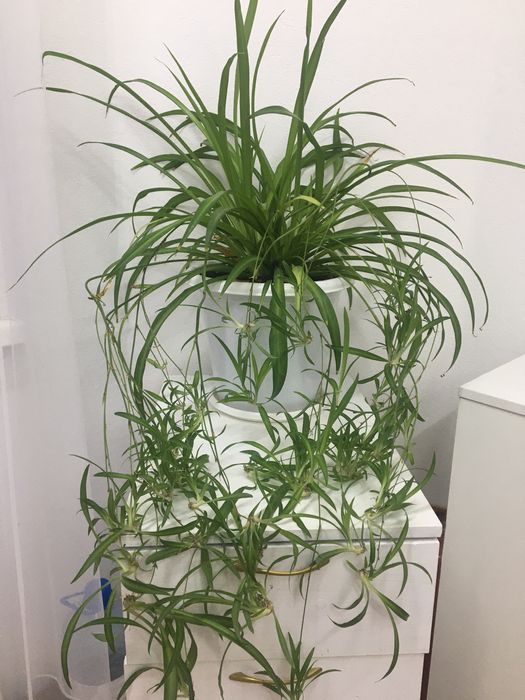 Хлорофитум большой