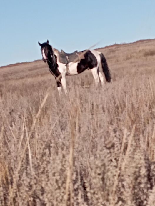 Продается жеребец на племя