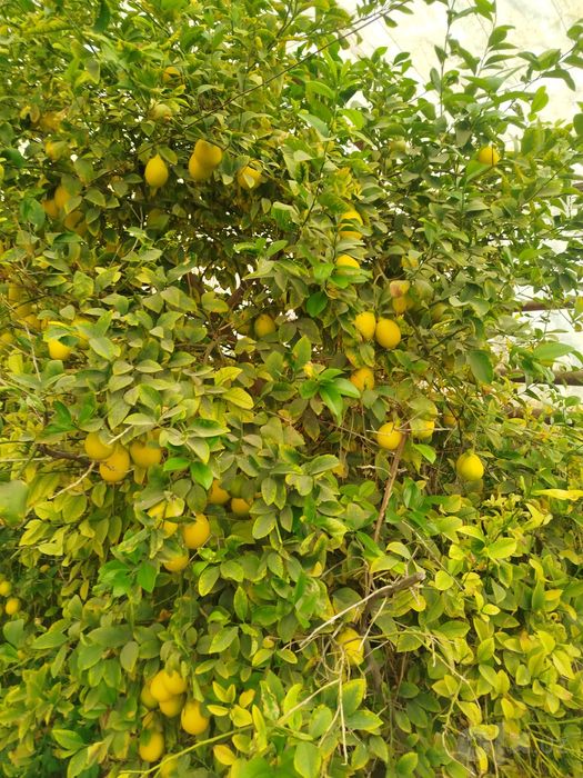 Limon mesni sotiladi