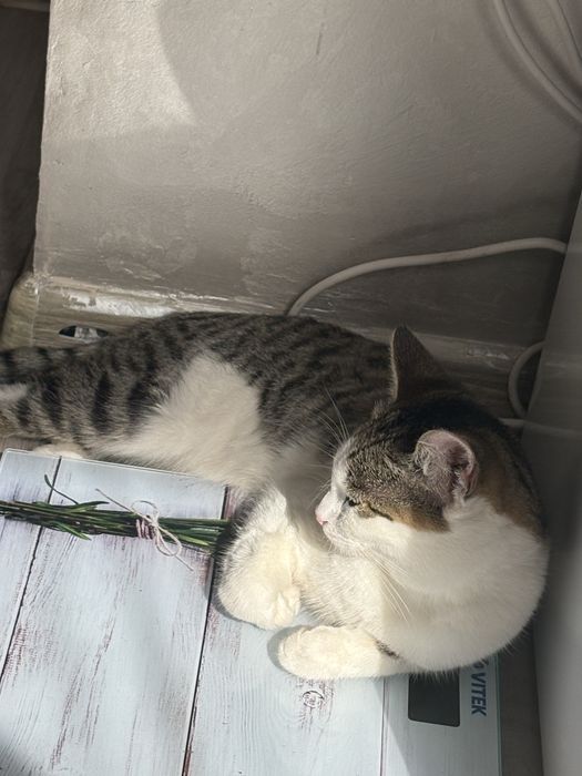 Отдам Кота бесплатно