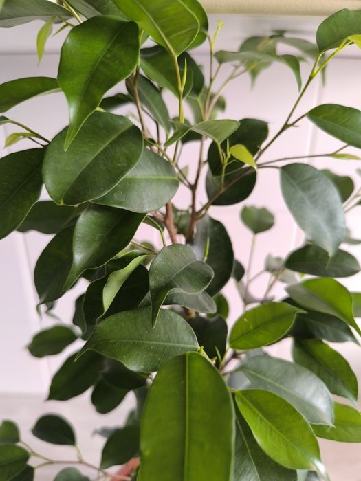 Фикус Бенджаминова