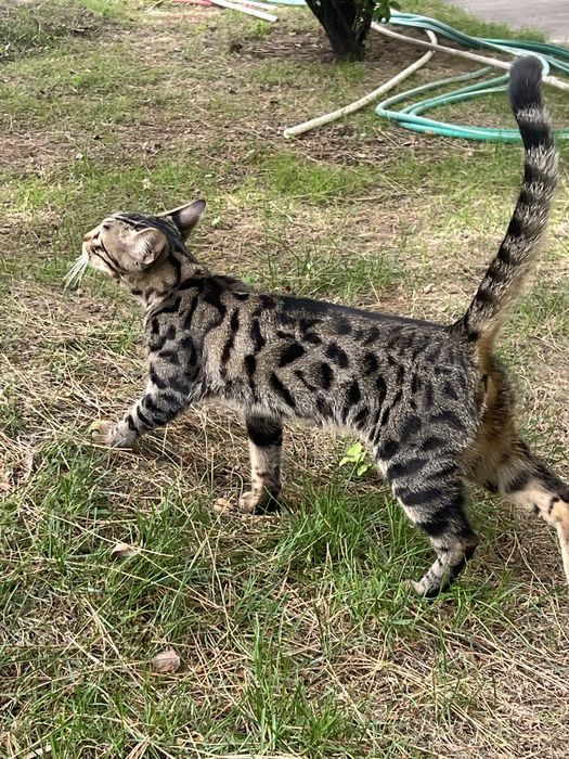 Бенгальская кошка