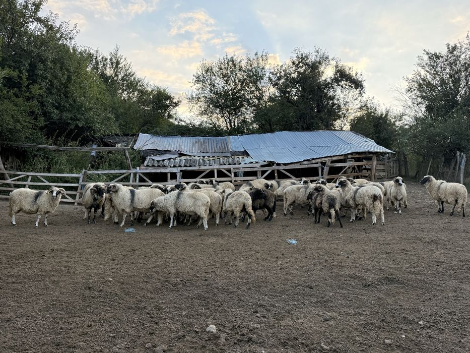 Vand 30 de oi breze si 4 berbeci