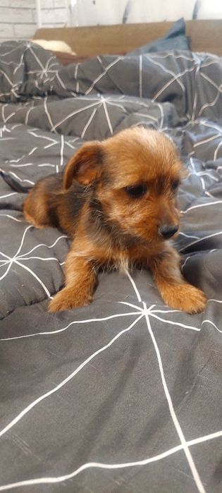 Border Terrier mini toy
