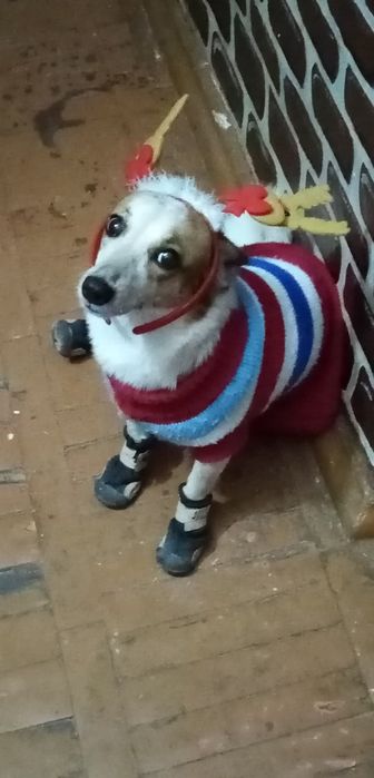 кинолог-ветеринар вязка собак выгул