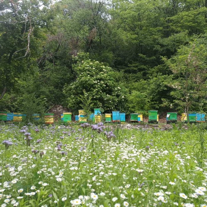 Пчелни отводки Дадан блат