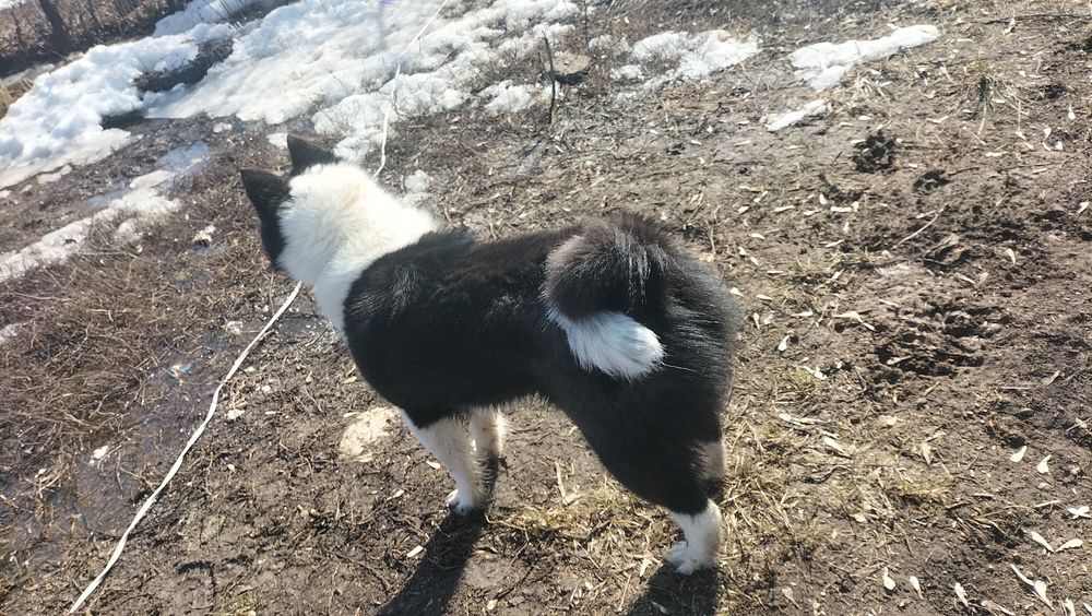 Ищем жениха РЕЛ чистокровного