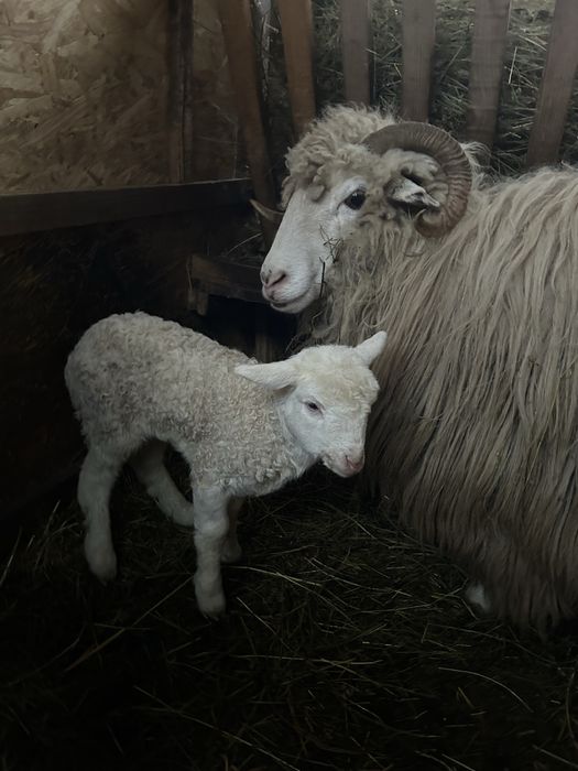 Vand oaie bela cu mel langa ea