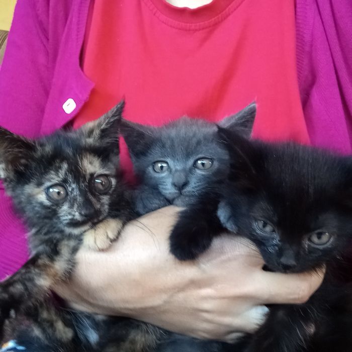 Отдам        котят