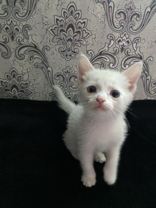 turetski angora mushugi