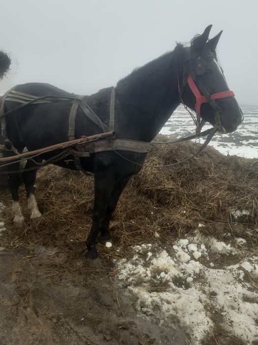 Vand iapa bună de ham blândă de 8 ani