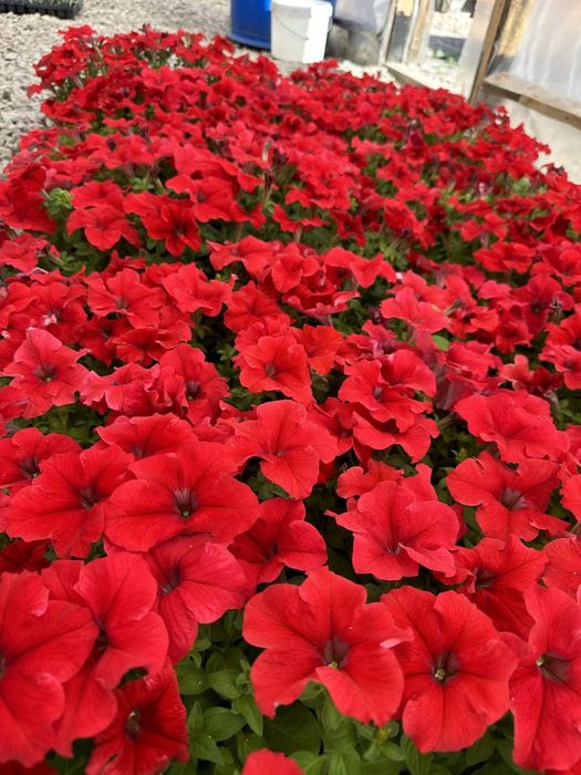 Петуния рассада цветов
