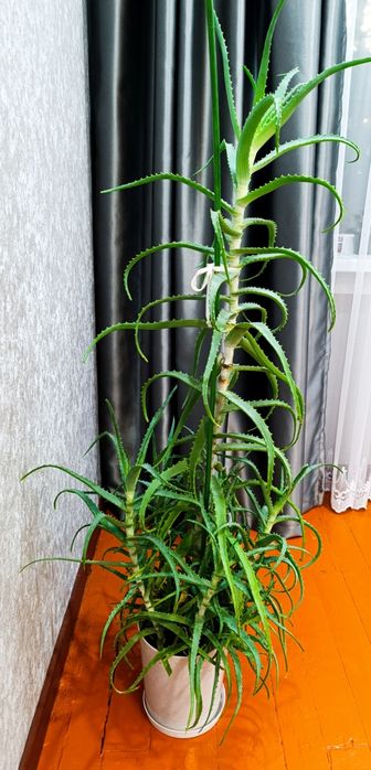 Алоэ лечебный.     .