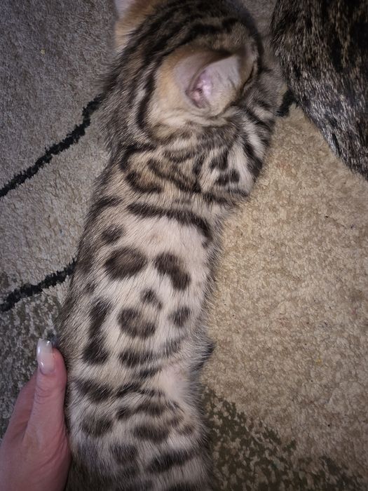 Бенгальские котята