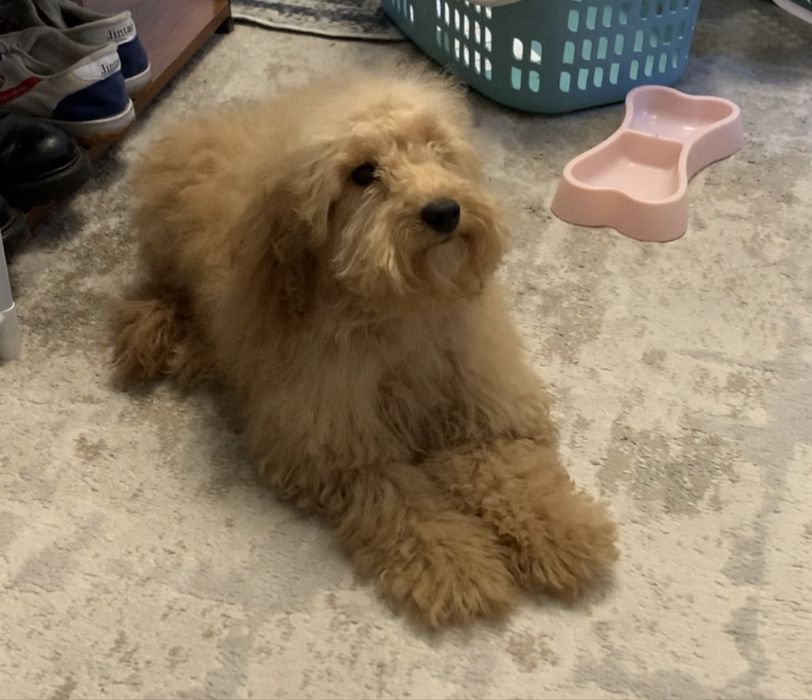 Собака породы МУЛЬТИПУ