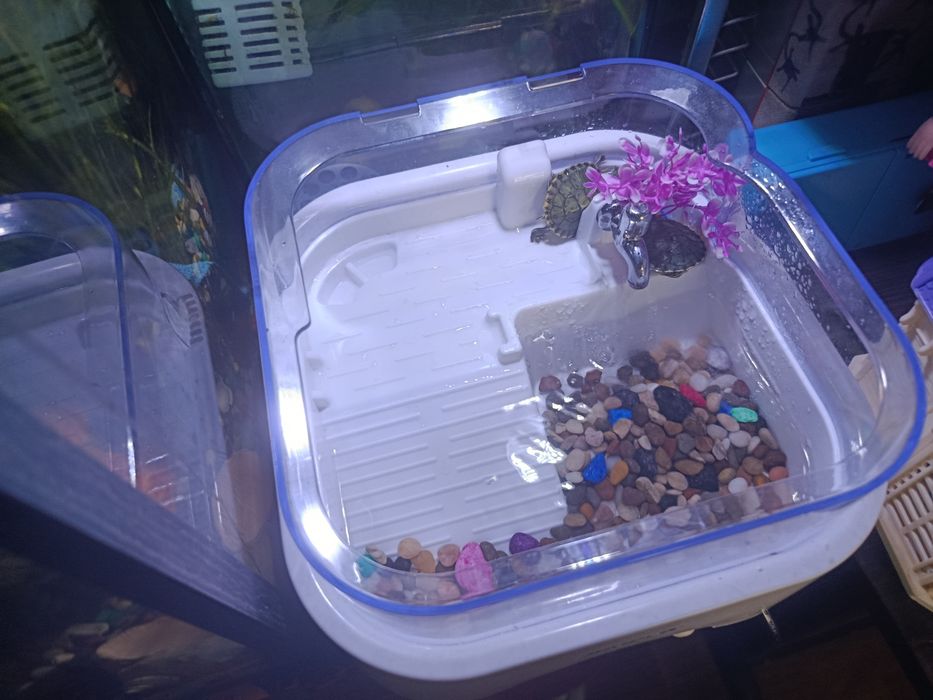 Продаются черепашки