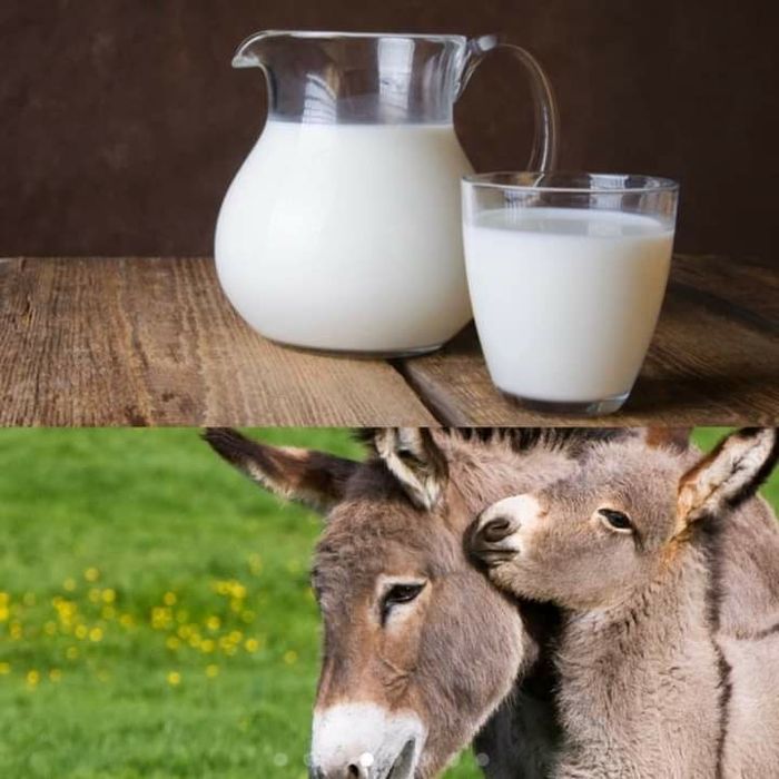 vand lapte de magarita foarte bun pentru boli