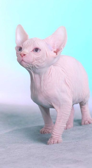 Котенца канадски сфинкс и елф