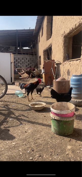 Дакан чолпан сатлады август