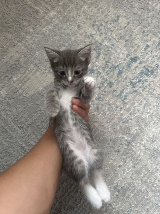 Котёнок Котёнок Котёнок