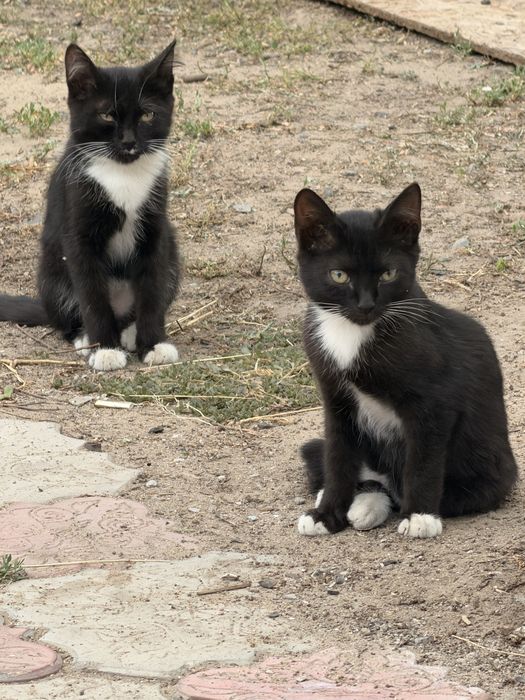 Котята бесплатно