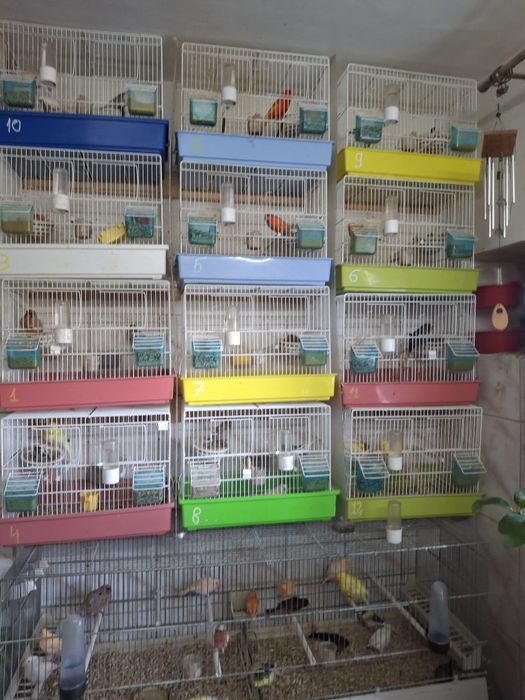 Vind canari diferite culori  100 lei