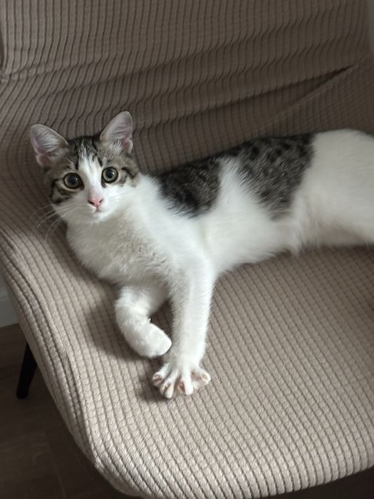 Котенок мальчик 4 мес ласковый ищет дом